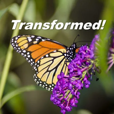 Transformation
