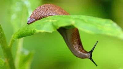 How Non-Alcoholic Beer Can Help Protect Your Garden from Slugs