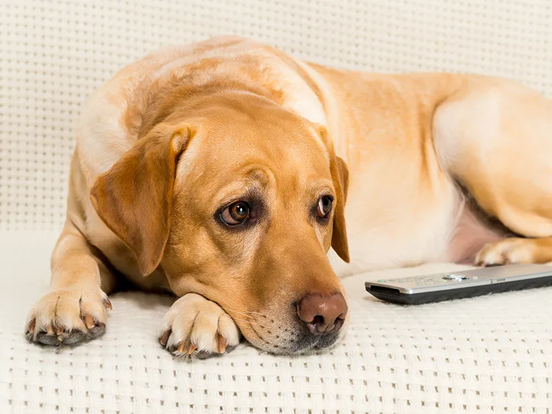 Dog waiting with a remote control to watch television