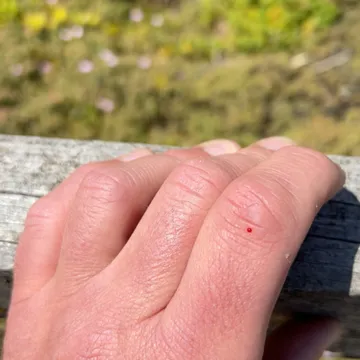Luke Hand Diary